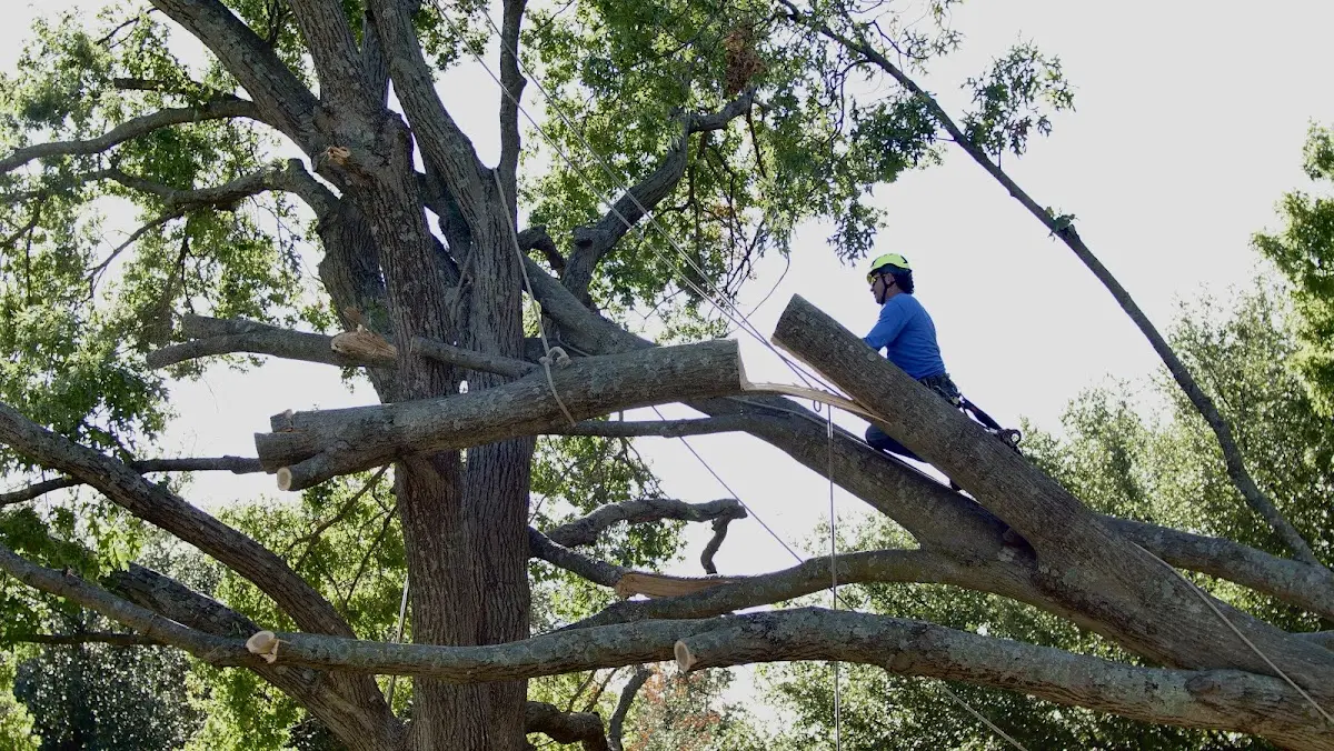 Professional Crown Thinning performed by certified arborists in Limestone