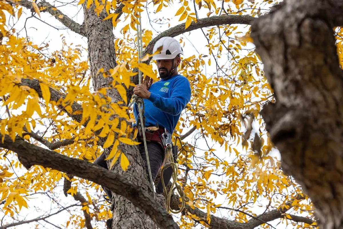 Skilled Tree Transplanting crew working in Limestone