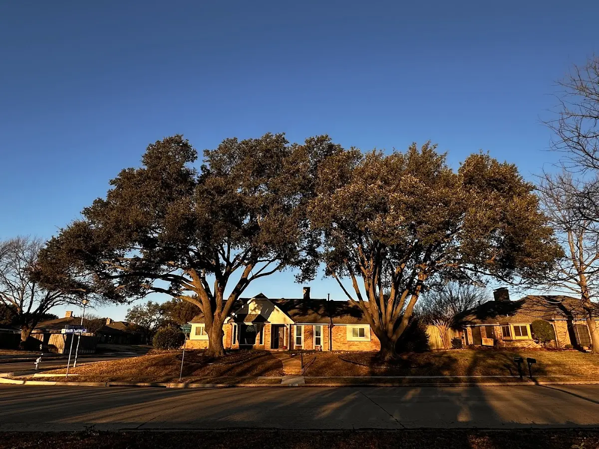 Established residential canopy tree shading a home in Limestone