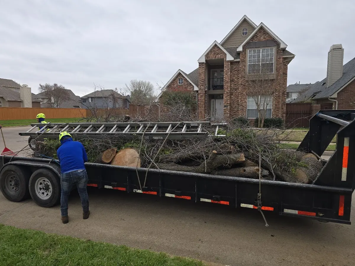 Expert Tree Pest Control with proper safety equipment in Limestone